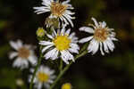 White panicle aster